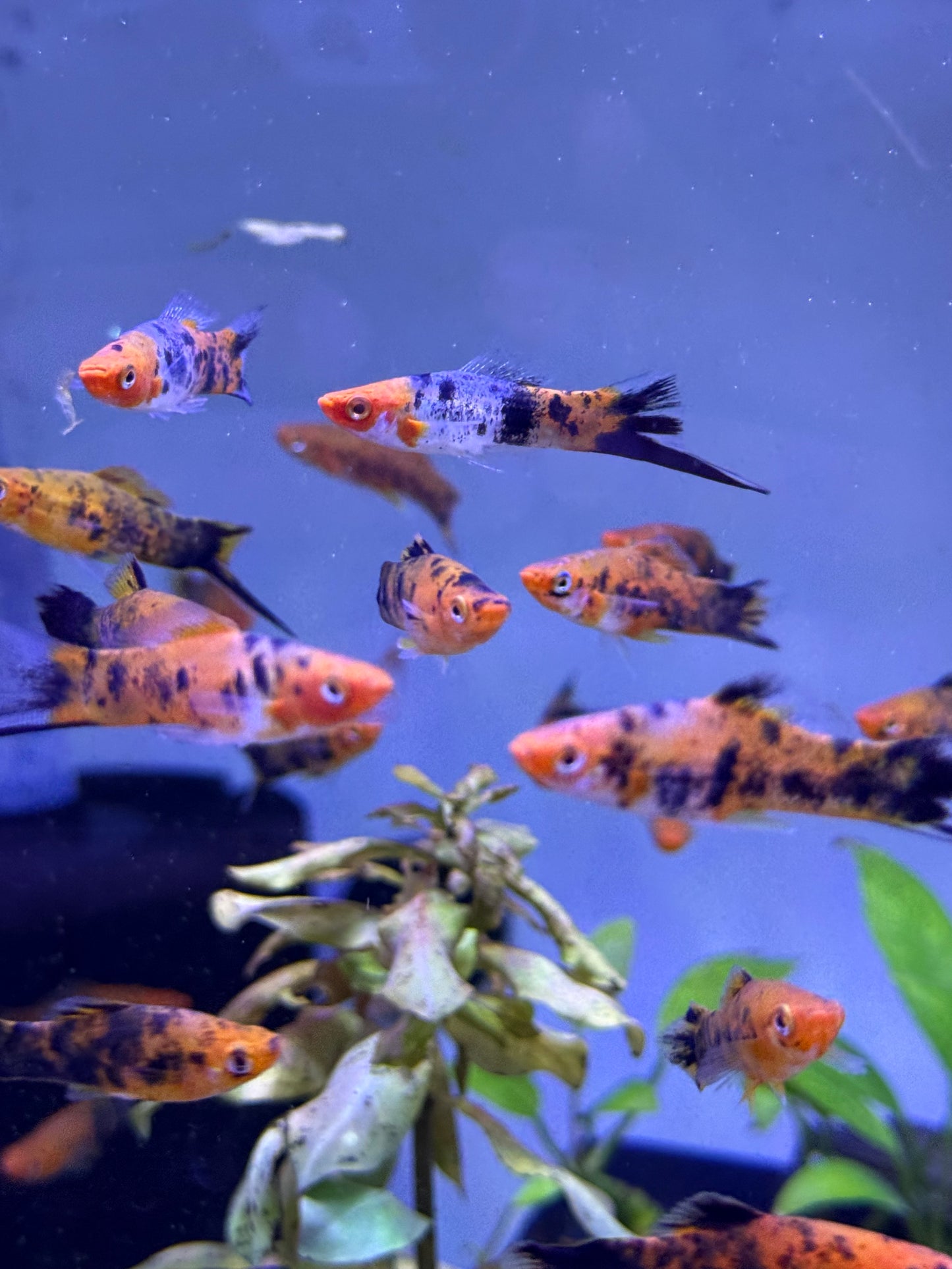 Calico Sword Tails