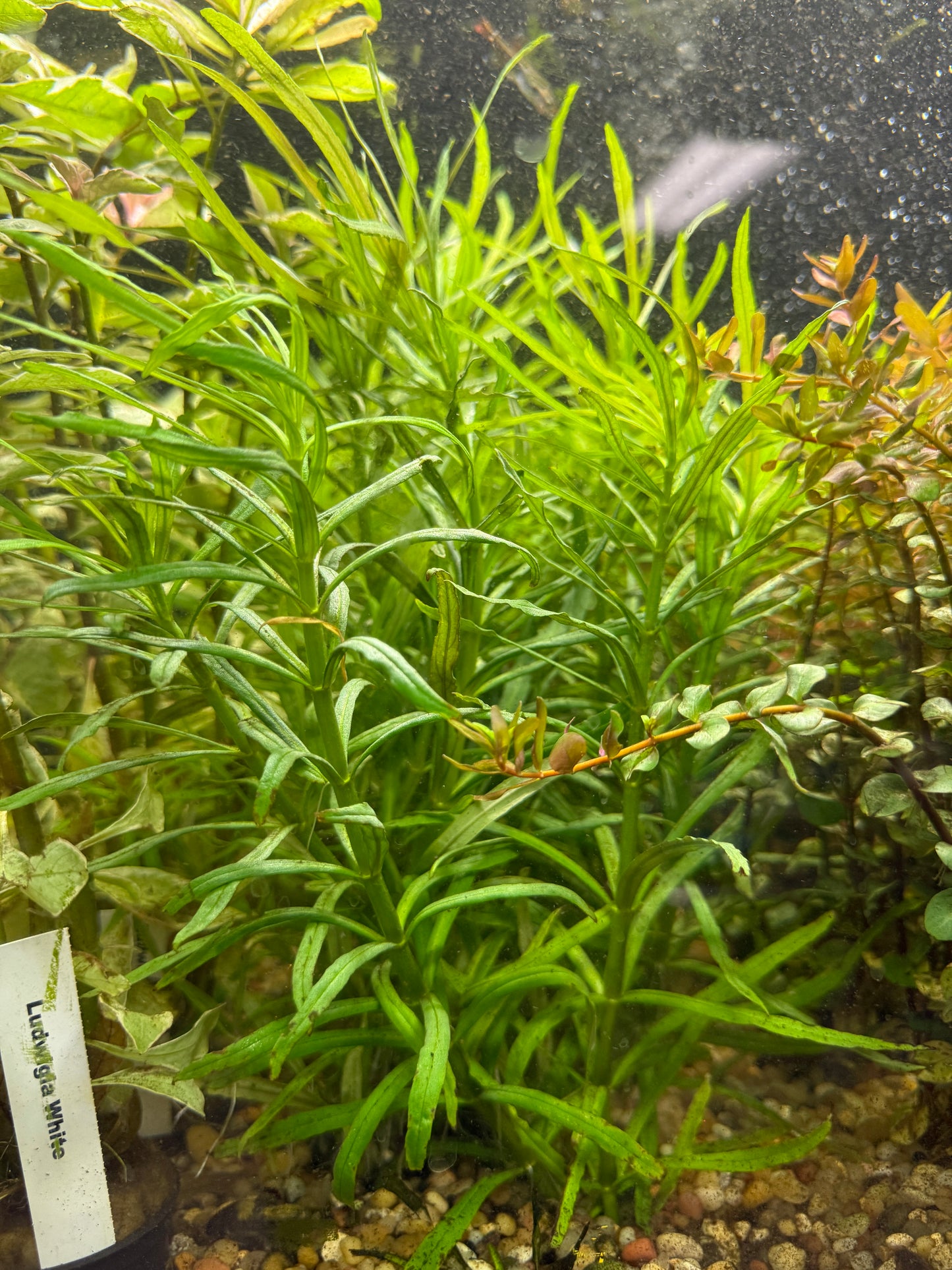 Pogostemon Stellatus / Pogo Narrowleaf Plant