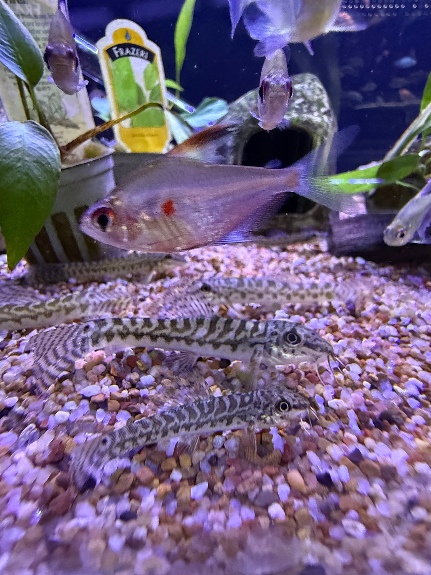 Acanthocobitis botia Zipper Loach Mottled Loach