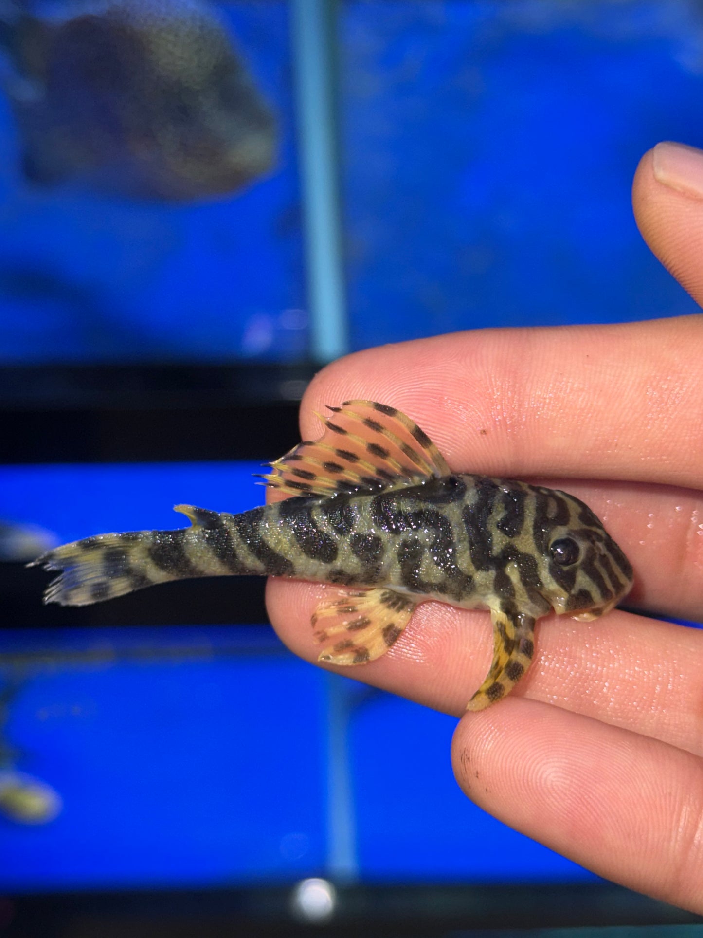 L134 Leopard Frog Pelco