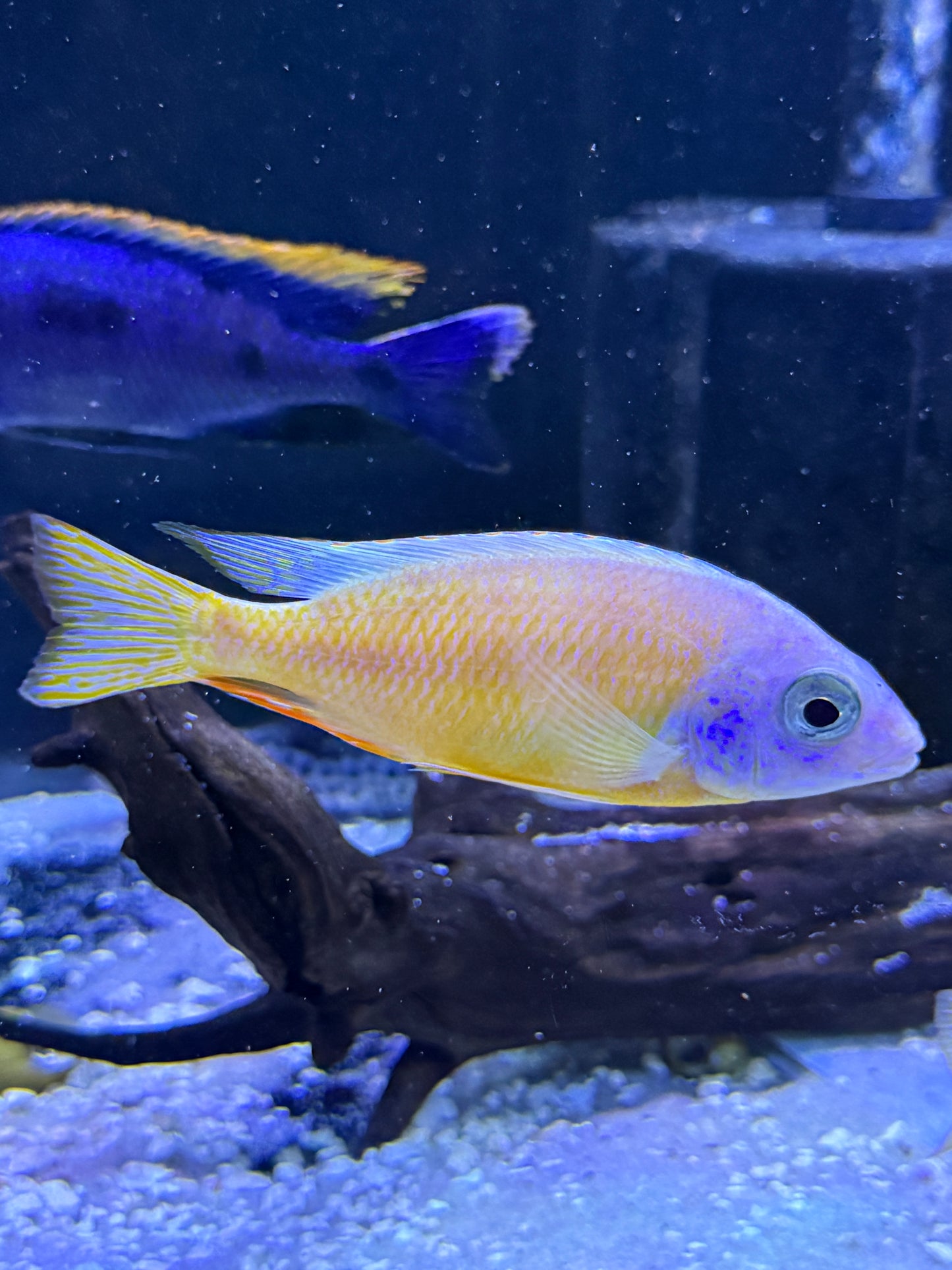 Albino Taiwan Reef Cichlid (Protomelas sp. "Steveni Taiwan" Albino)