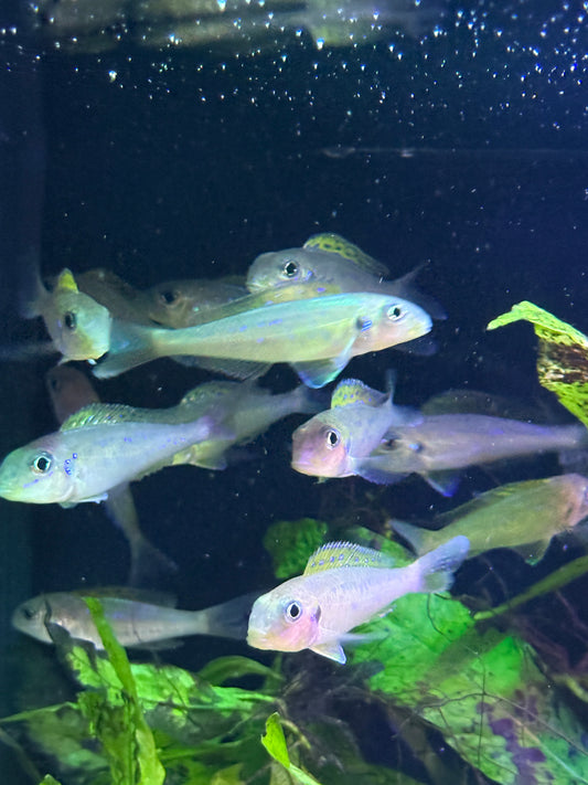 (Xenotilapia flavipinnis) Yellow Sand Cichlid Kekese