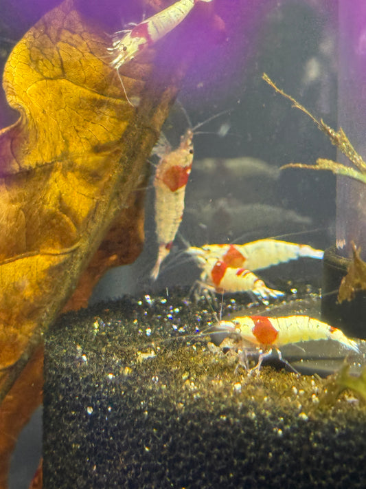 Crystal red shrimp Caridina cantonensis