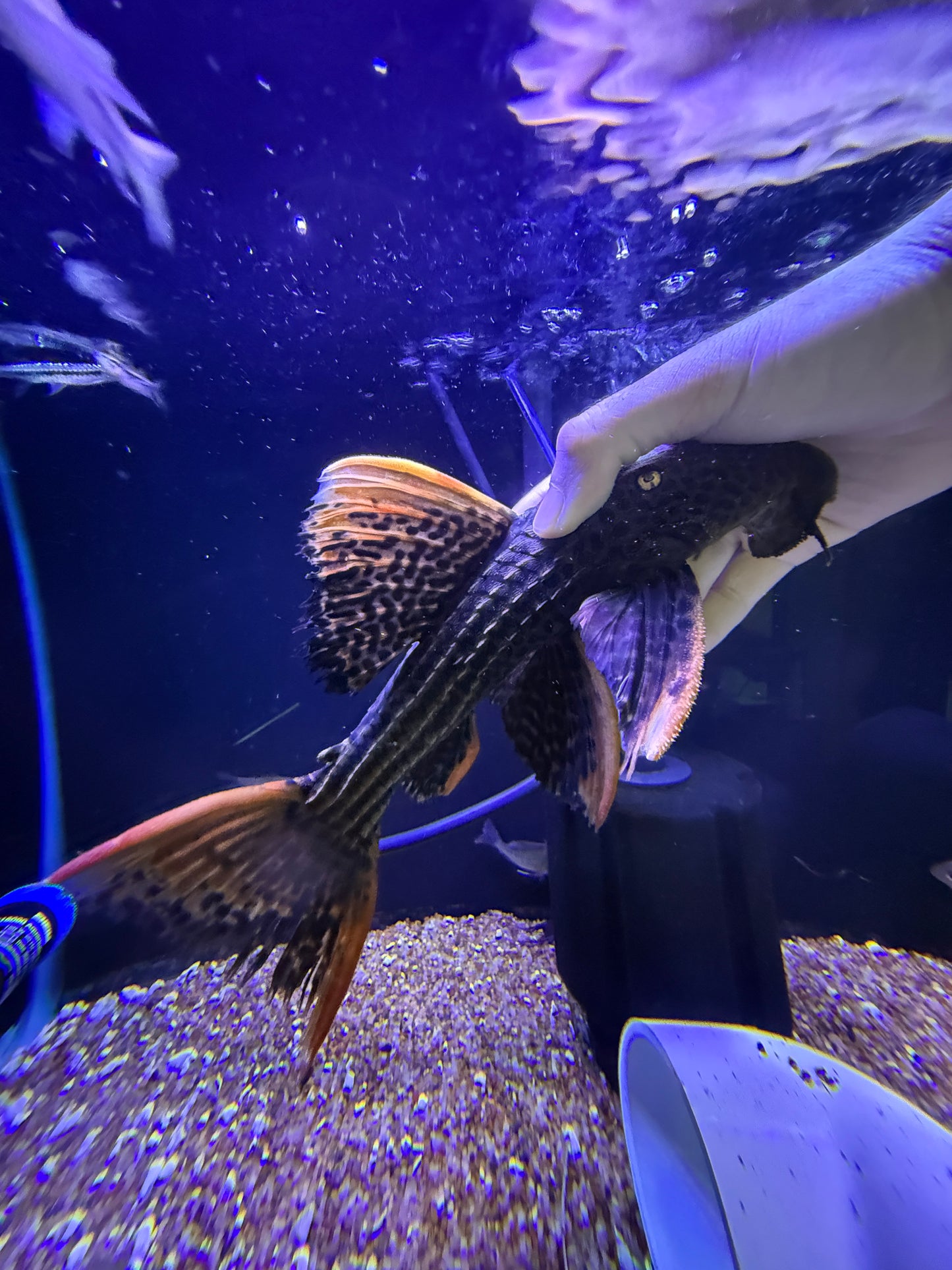 L025 Scarlet Pleco 7 Pointer Sao Felix