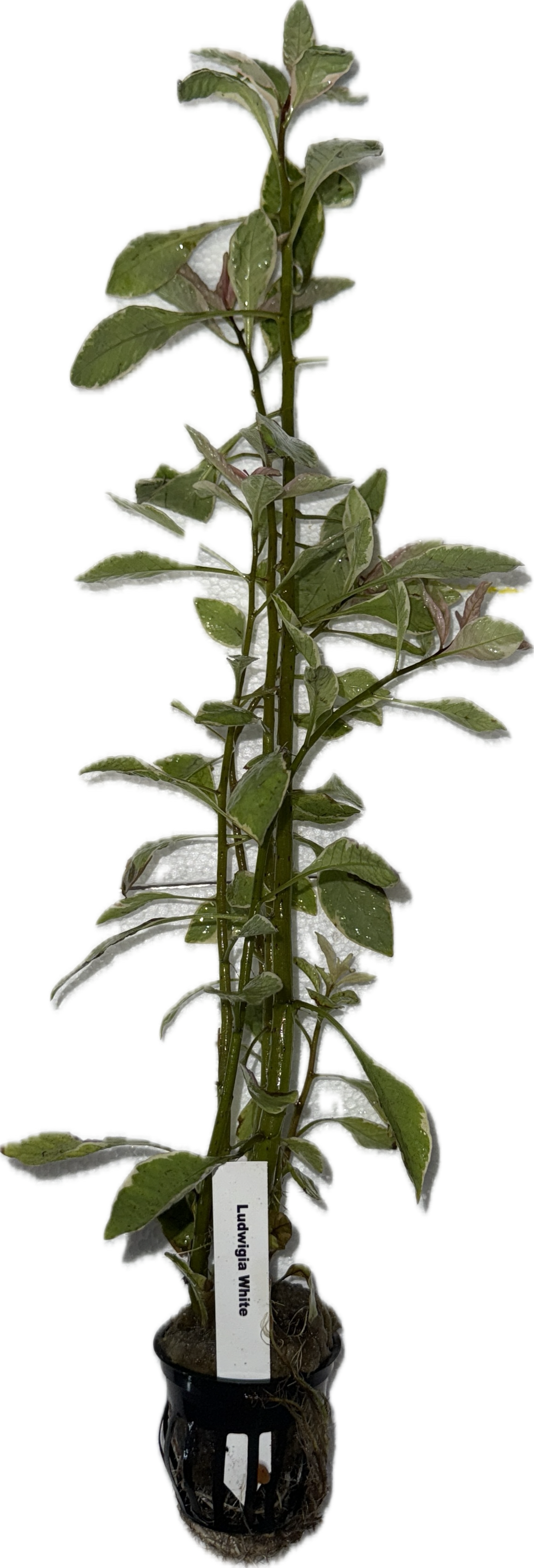 Ludwigia White Plant