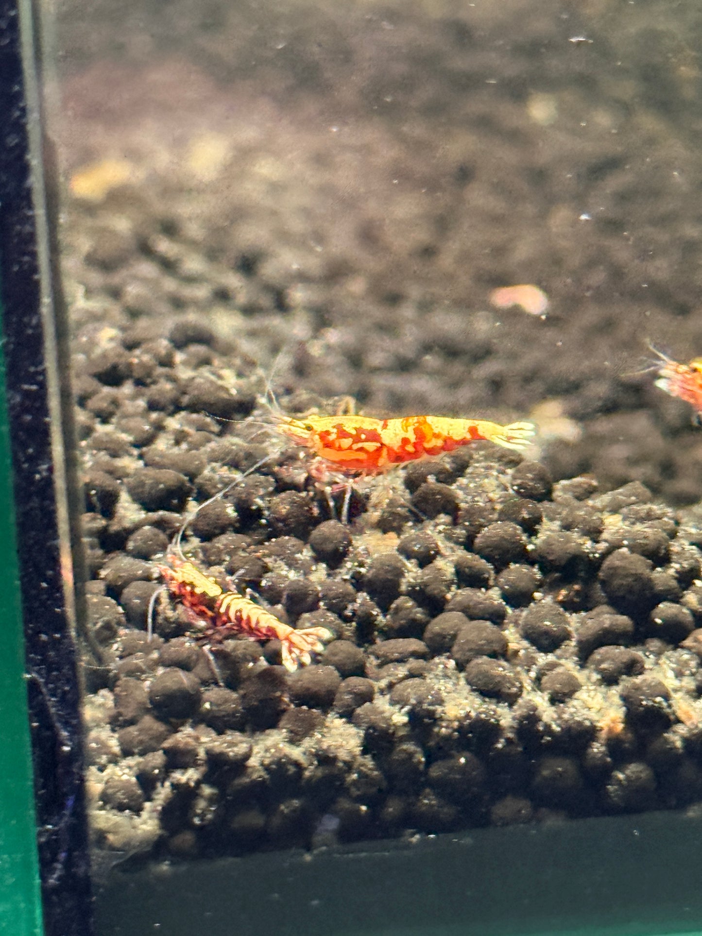 Red Galaxy Shrimp Caridina cantonensis