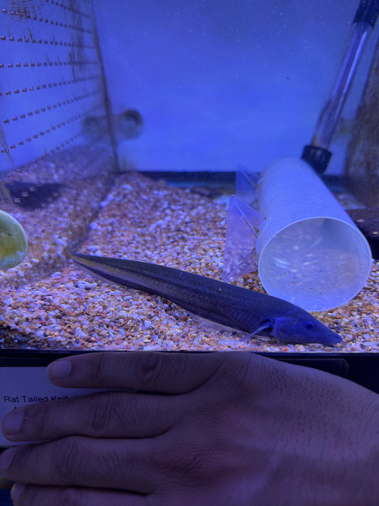 Rat tail knifefish ( Archolaemus blax )