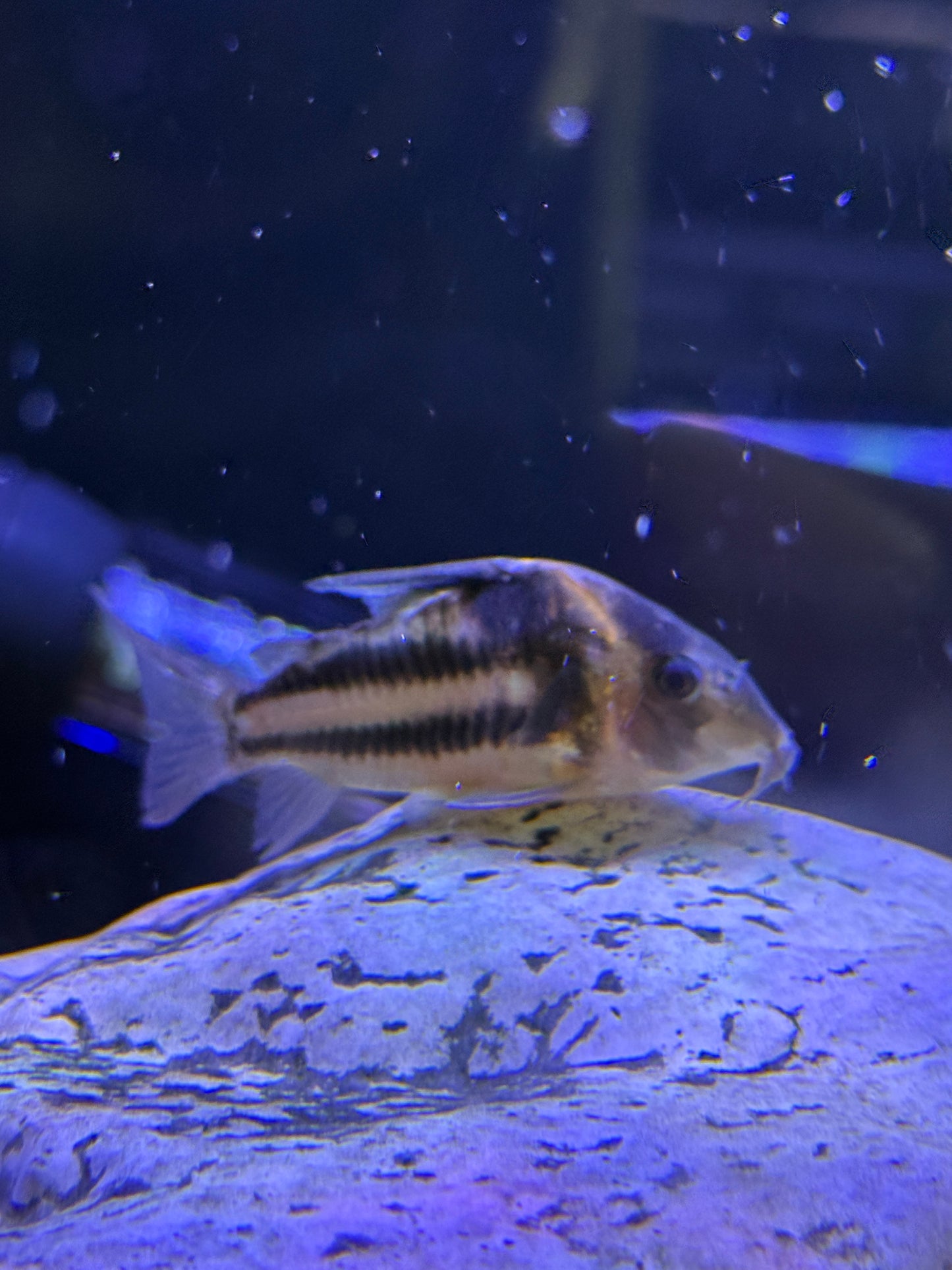 CW127 Super Parallelus Cory (Hoplisoma sp. CW127)