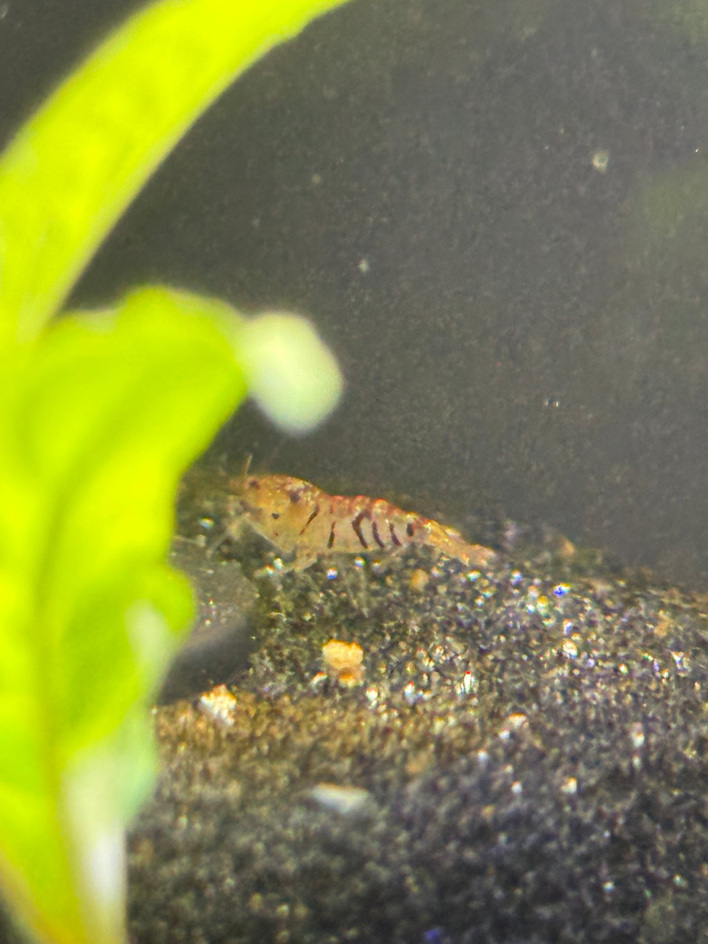Tiger Shrimp Caridina cantonensis