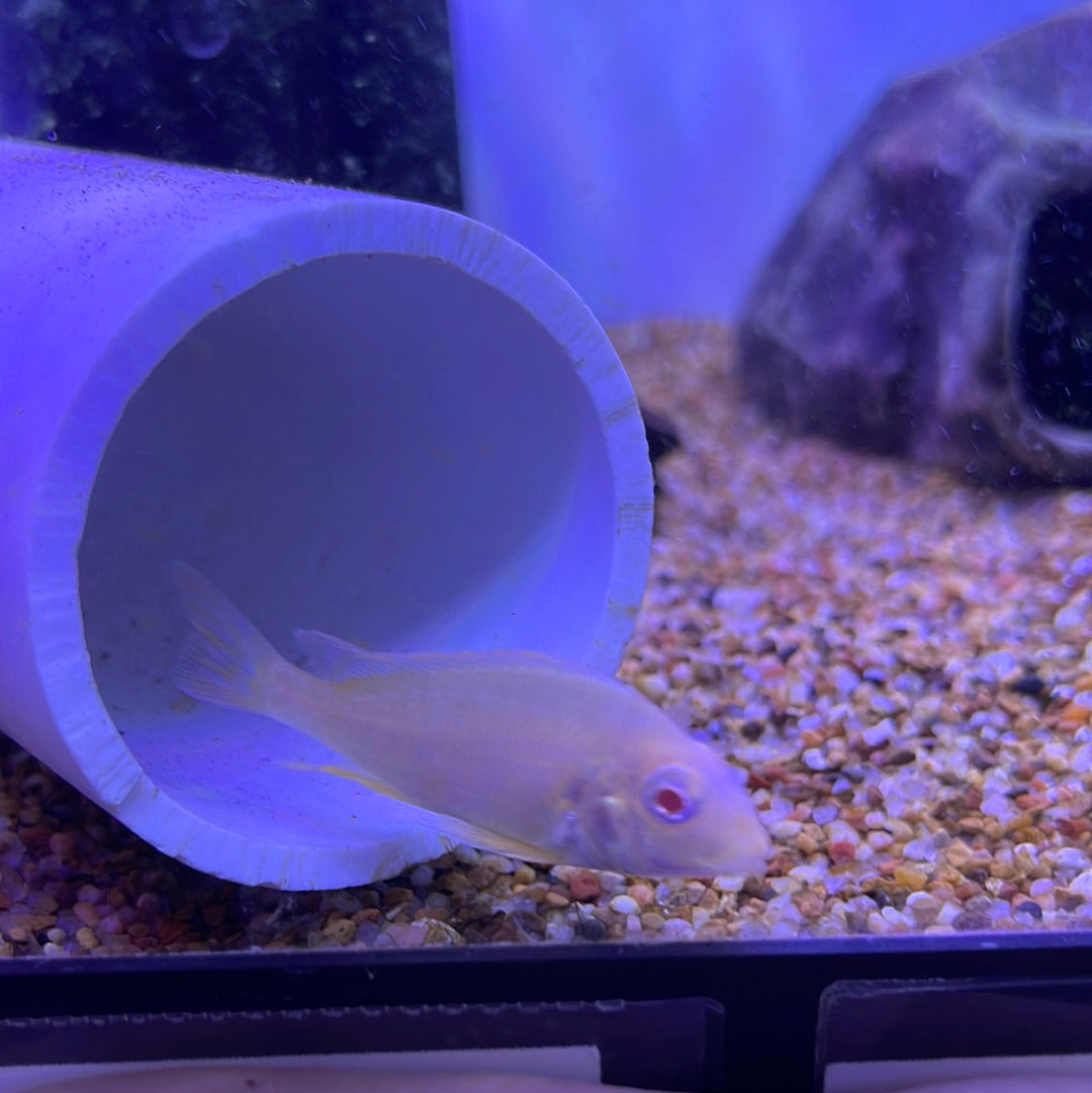 Albino Red Head Tapajos (Geophagus SP)