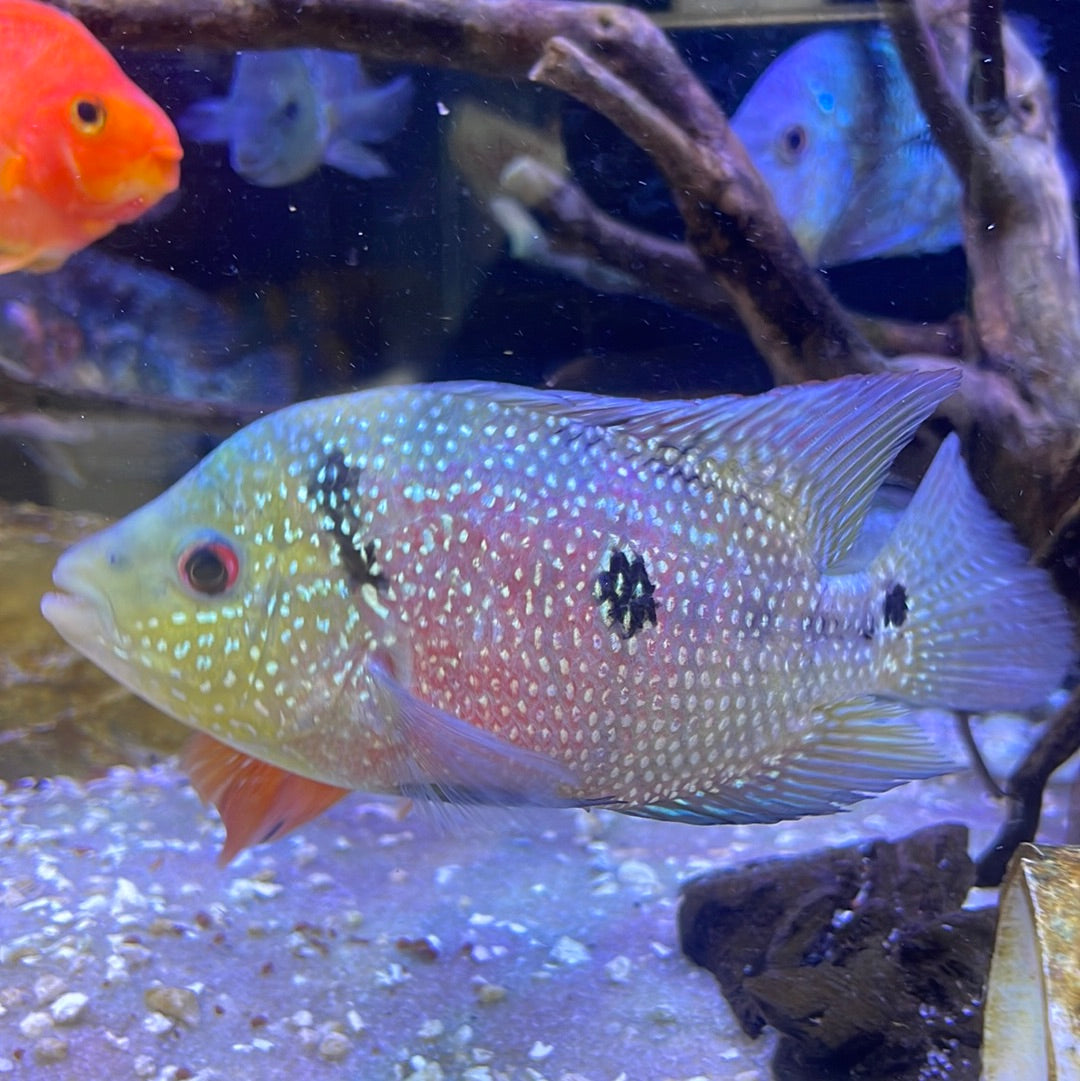 Grade B Red Texas