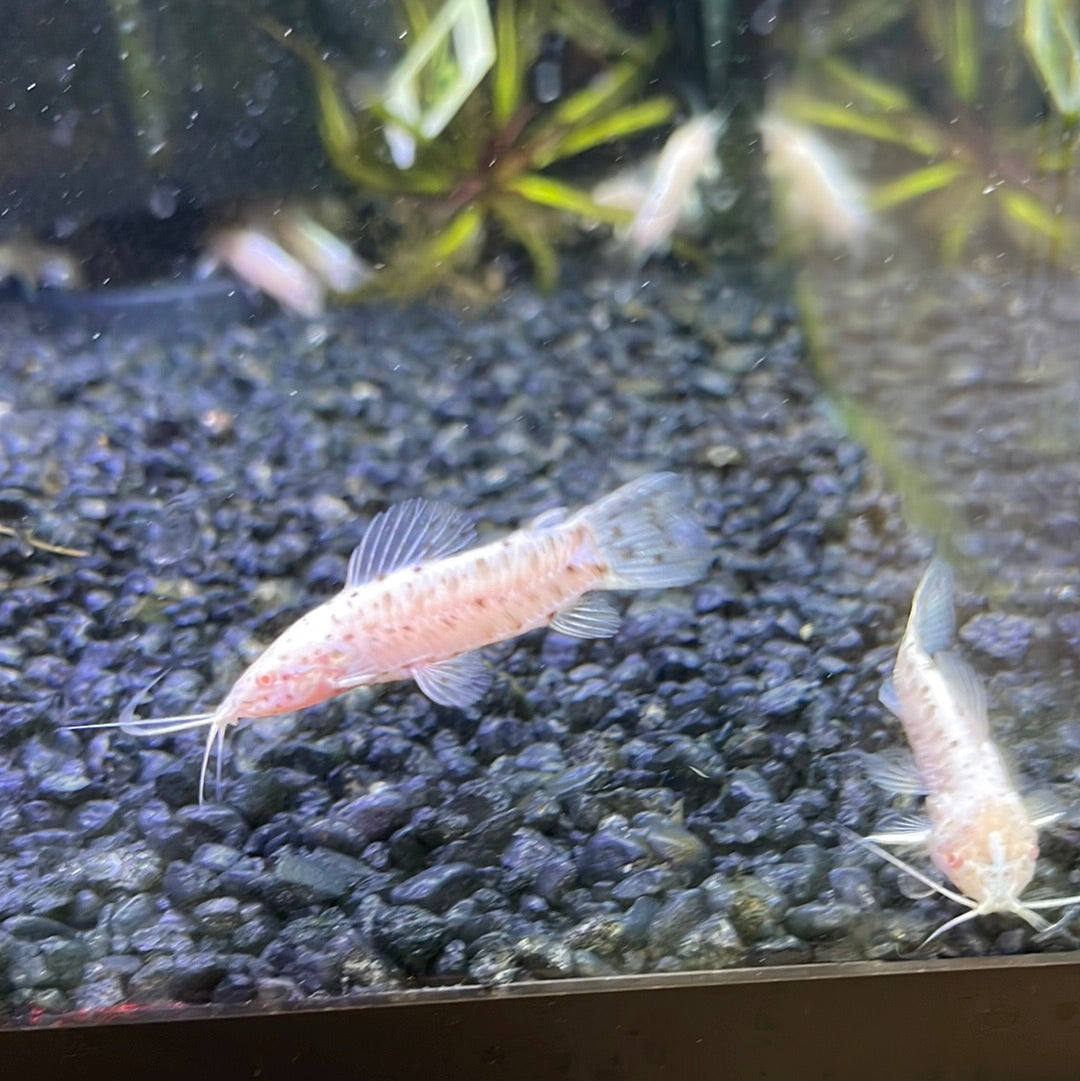 Albino Hoplo Catfish