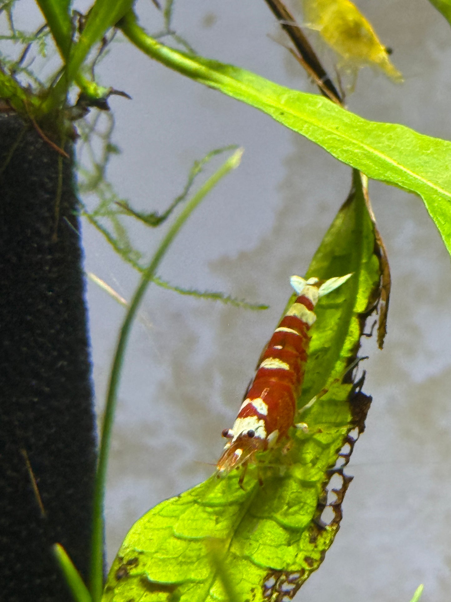 Red Pinto Caridina