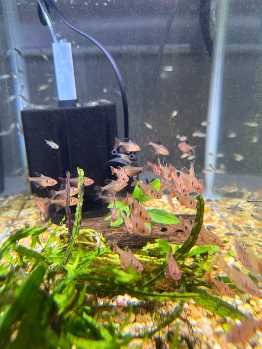 Longfin Serpae Tetra