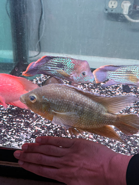 Jumbo Basketmouth Cichlid (Caquetaia spectabilis)