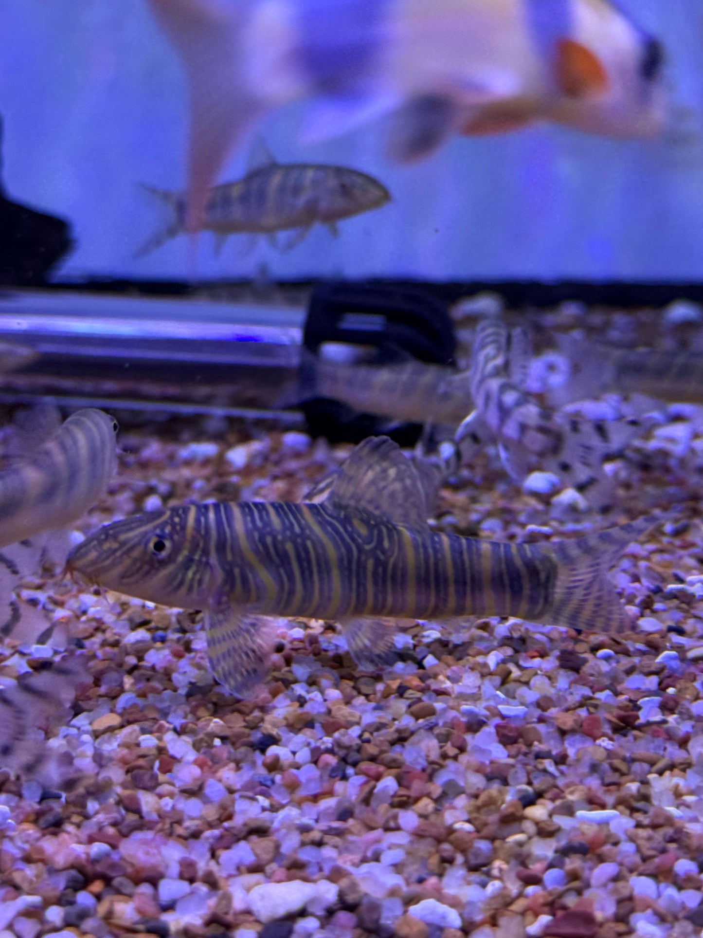 Zebra Loach