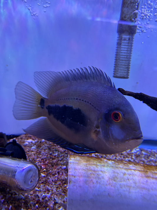 Uaru Cichlid (Uaru Amphiacanthoides)