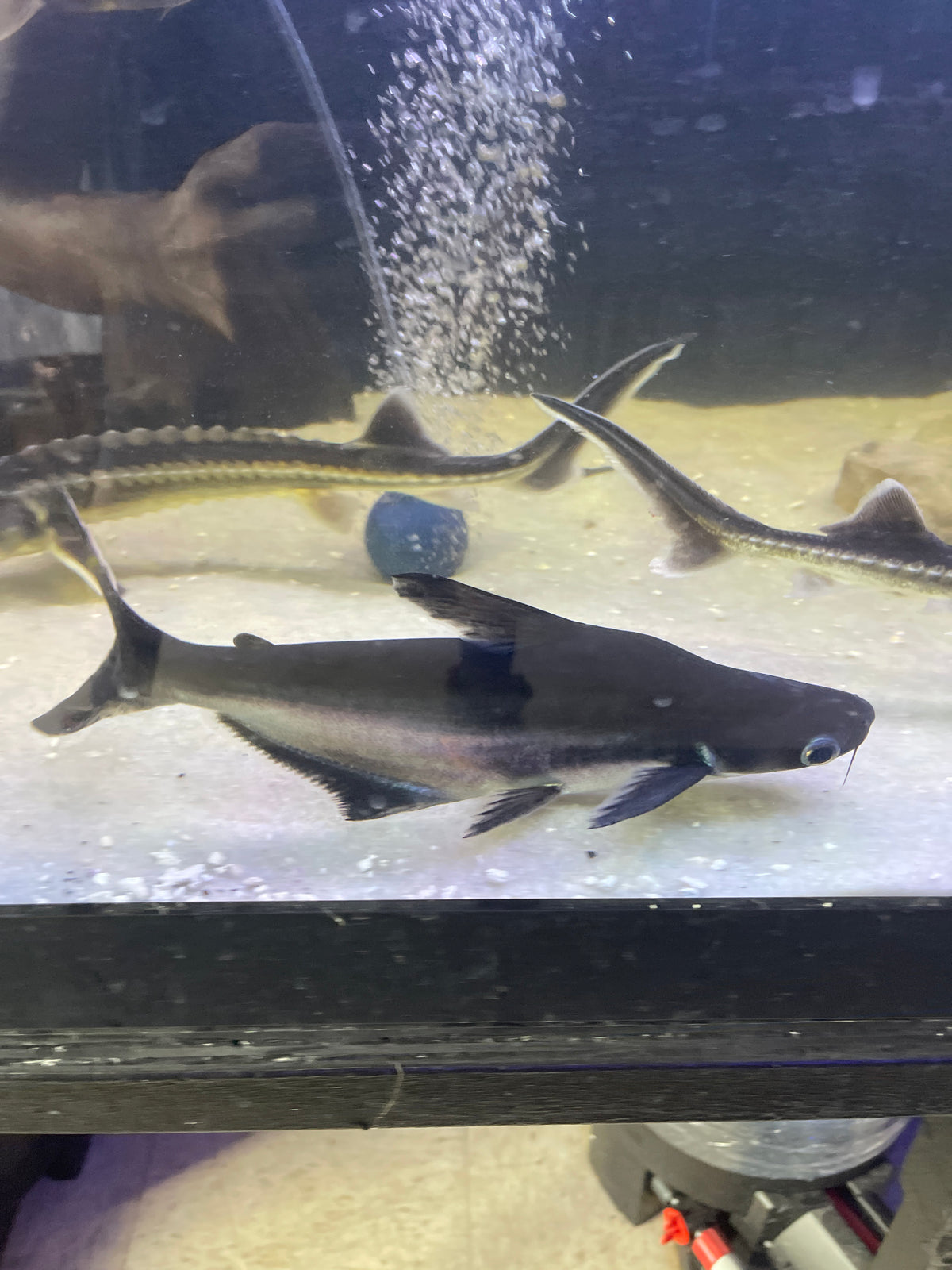 Iridescent shark Pangasius sutchi