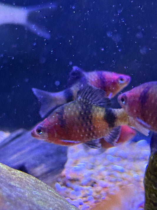 Black ruby barb (Pethia nigrofasciata)