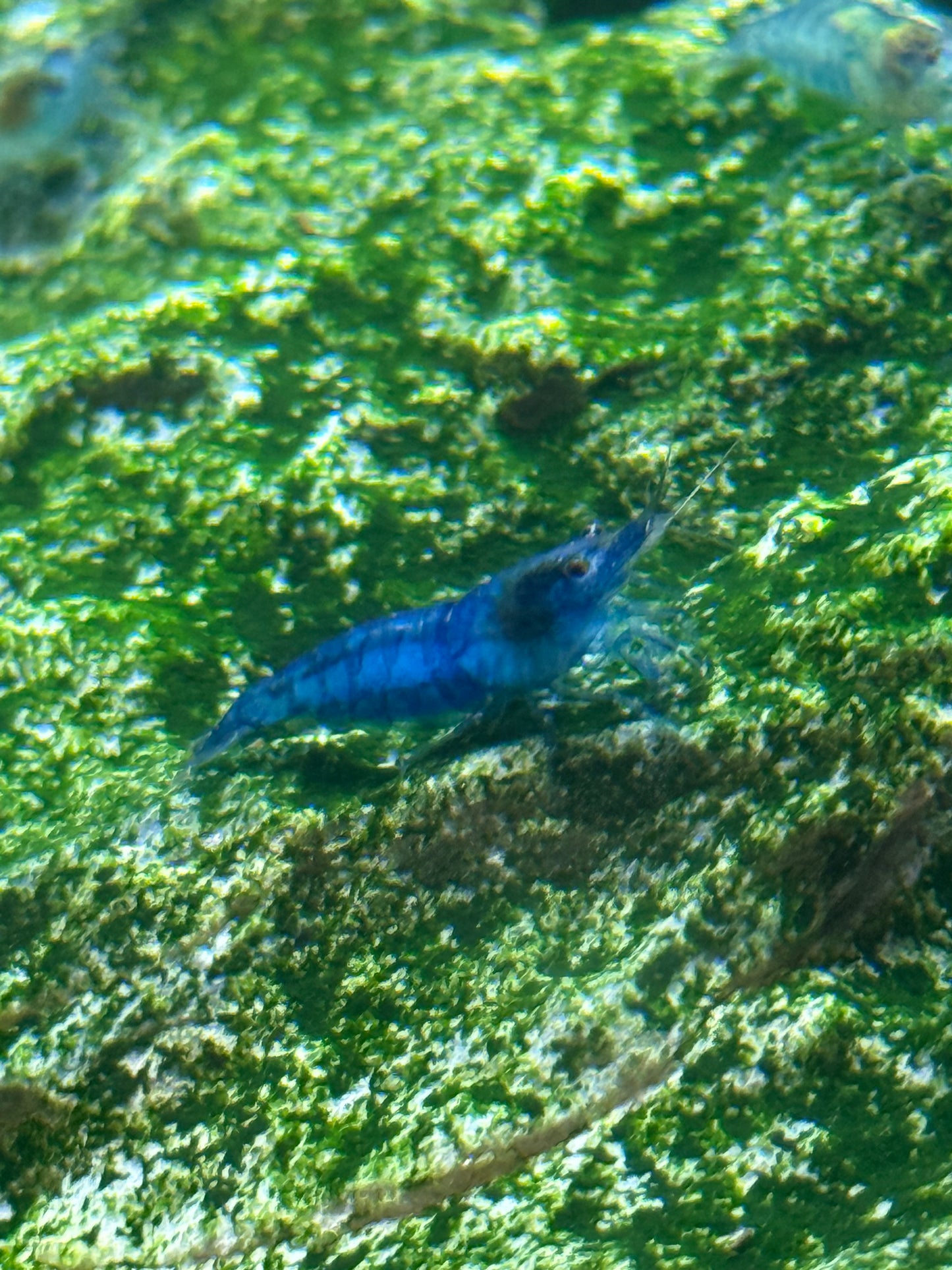 Blue Jelly Shrimp Neocaridina davidi