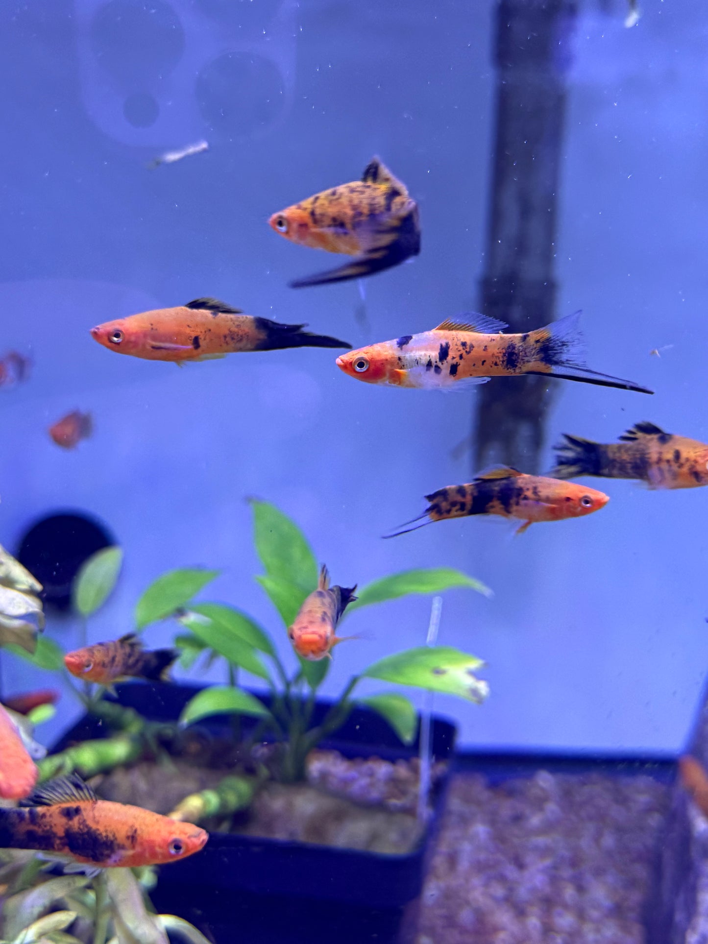 Calico Sword Tails