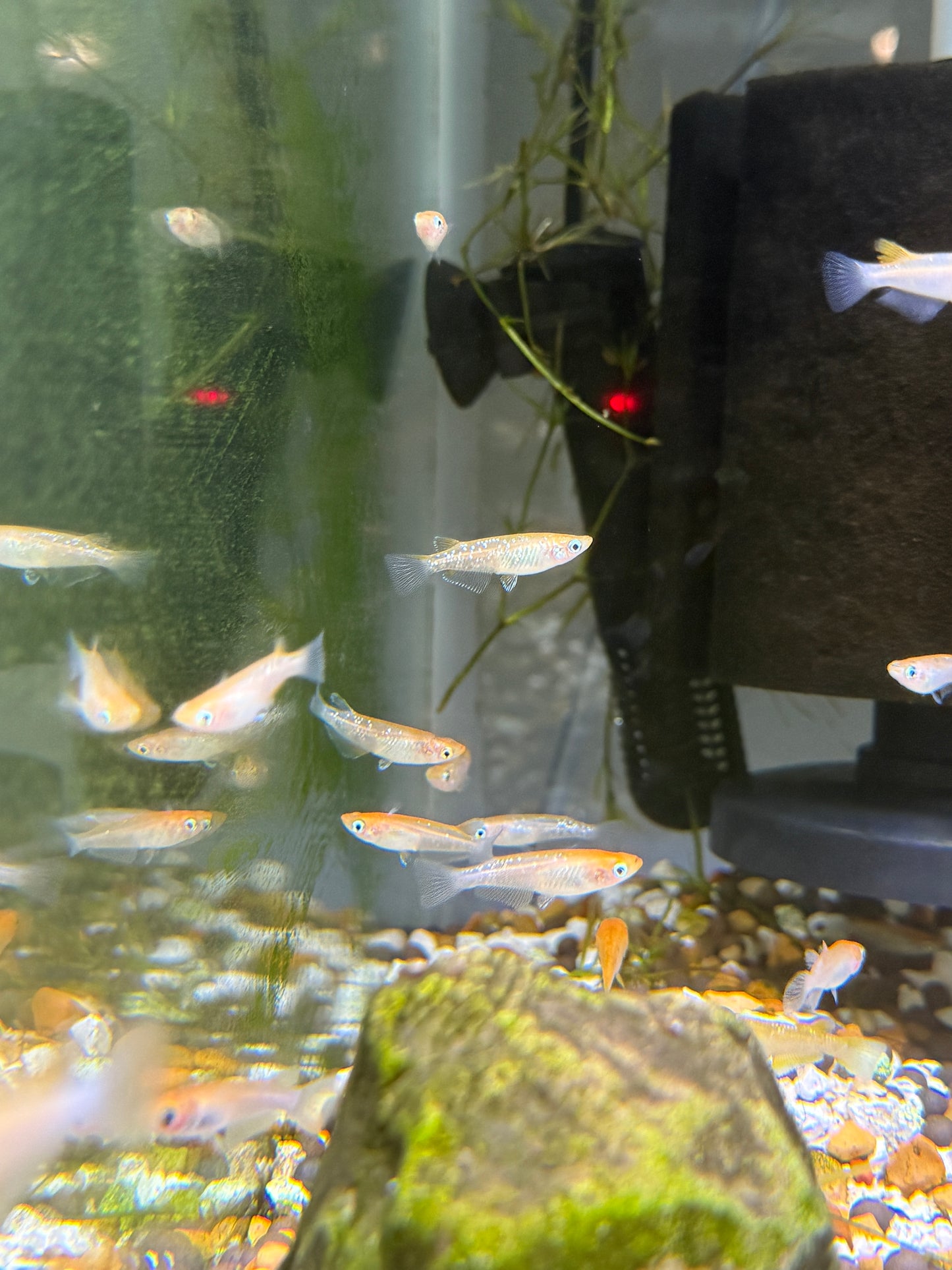 Medaka Rice Fish Red Emperor