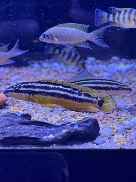 GOLDEN JULIE (JULIDOCHROMIS ORNATUS)