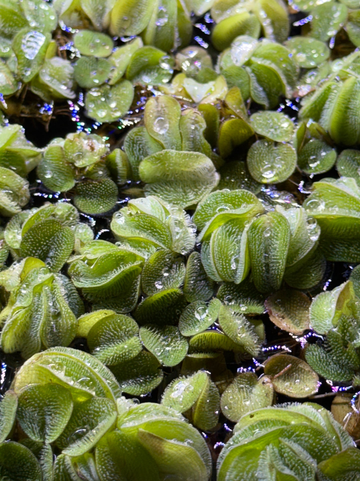 Salvinia rotundifolia minima Floating Plant