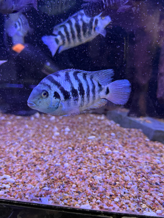 Blue Honduran Convicts