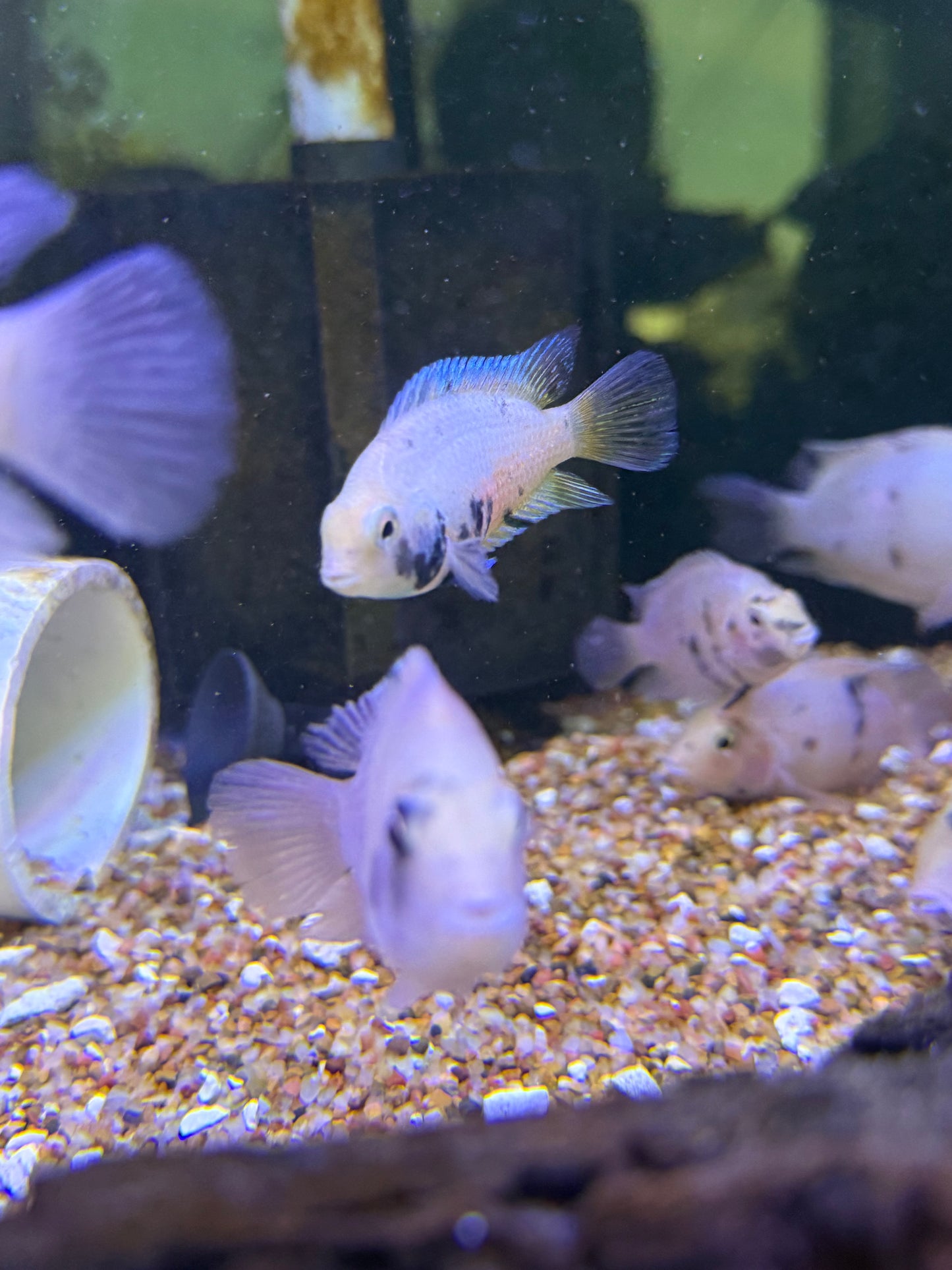 Calico Convicts