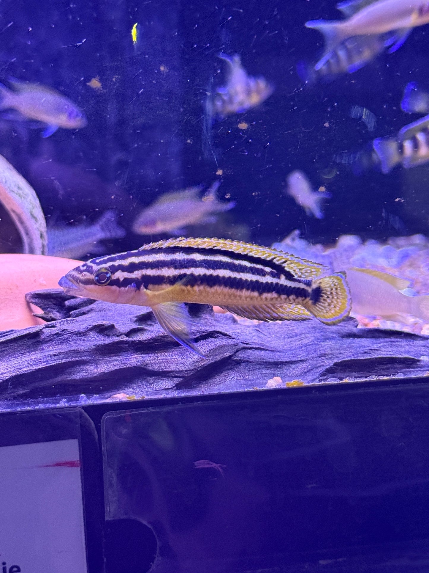 GOLDEN JULIE (JULIDOCHROMIS ORNATUS)