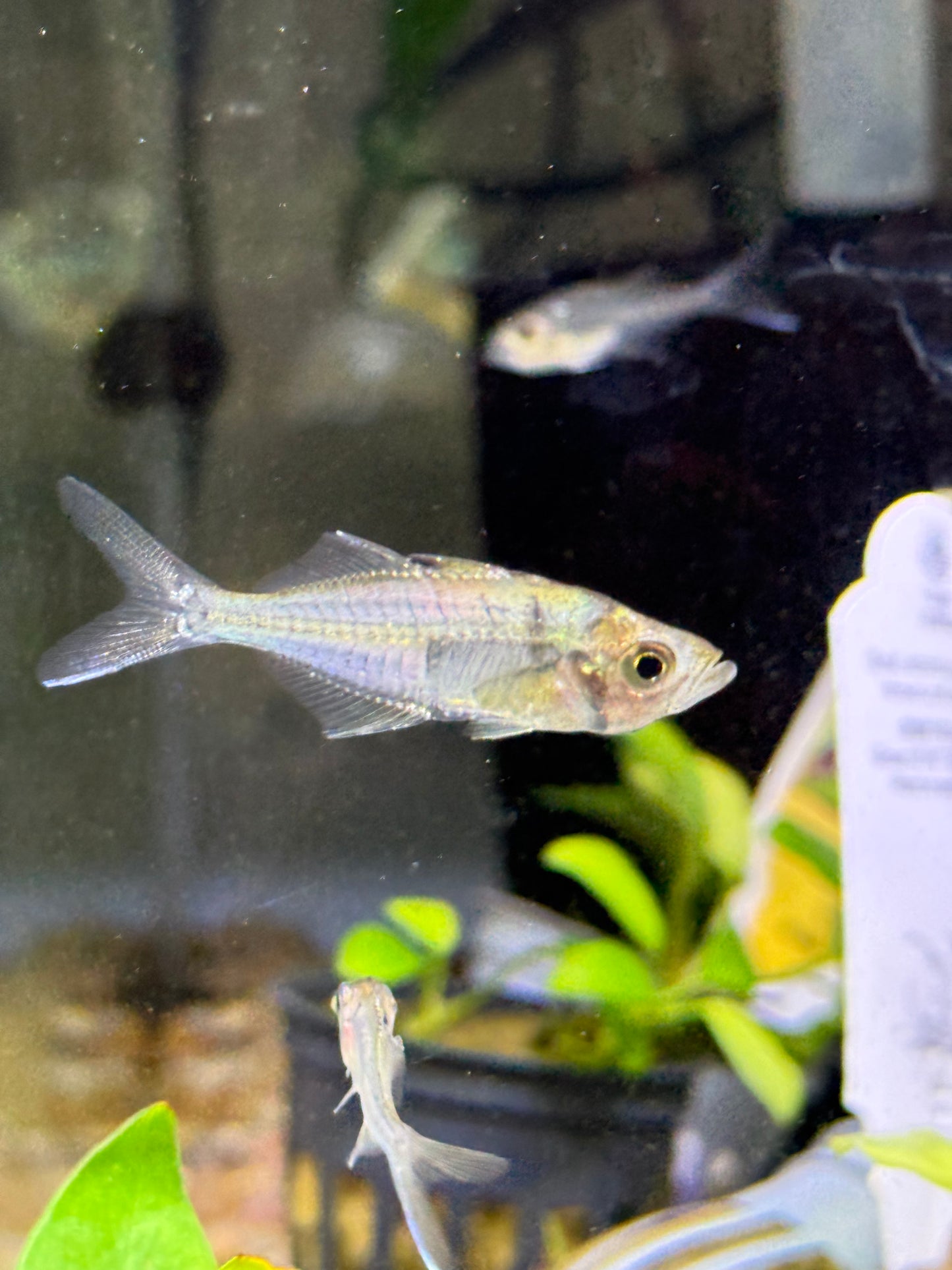 Long Nose Glass Fish / Chanda Wolfii