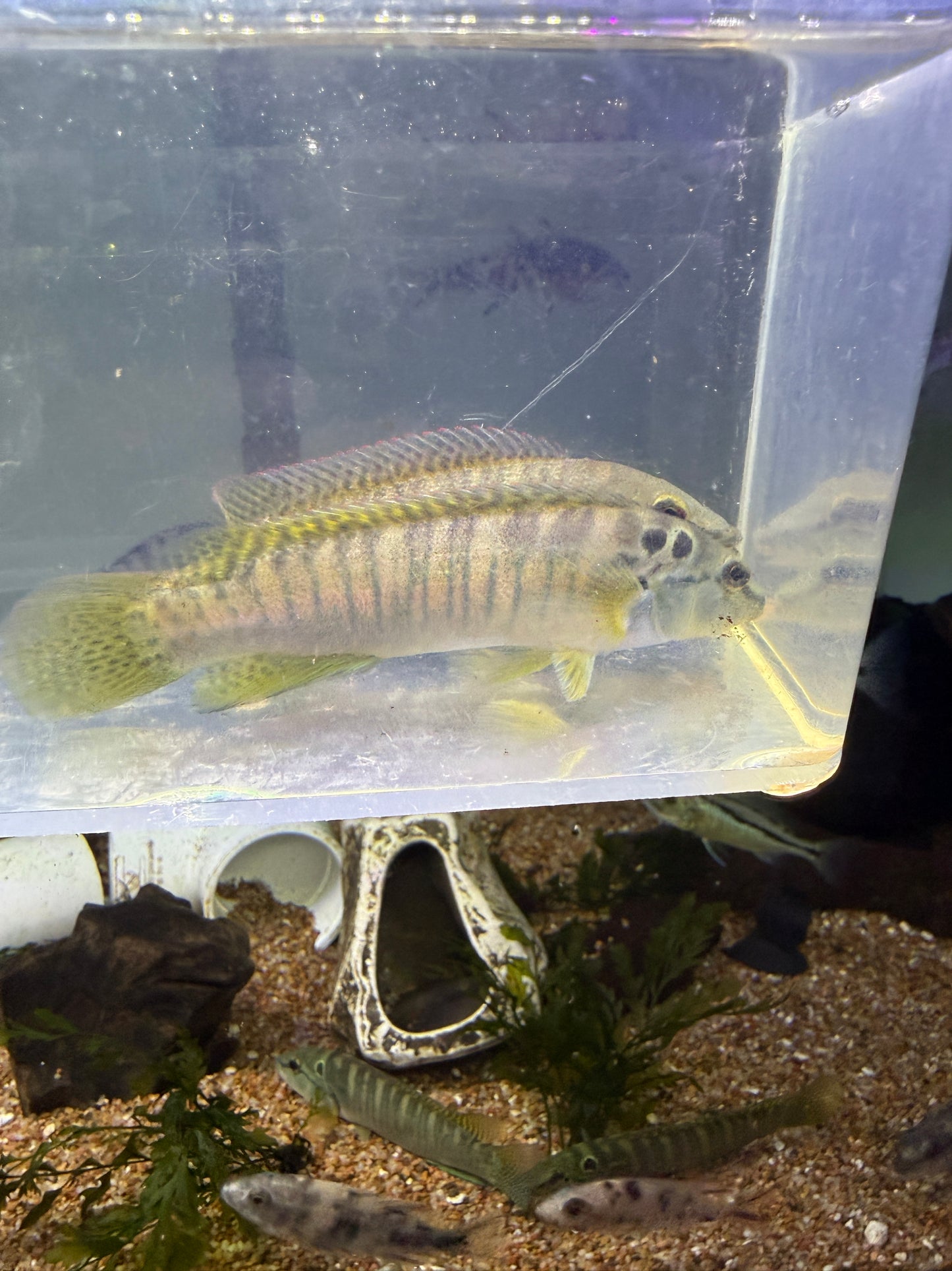 Crenicichla hadrostigma missioneira Pike Cichlid