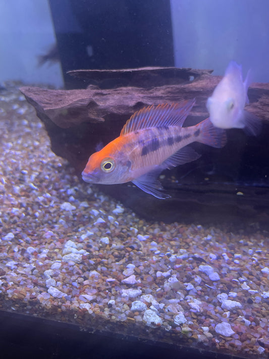 Sulphur Head Peacock
