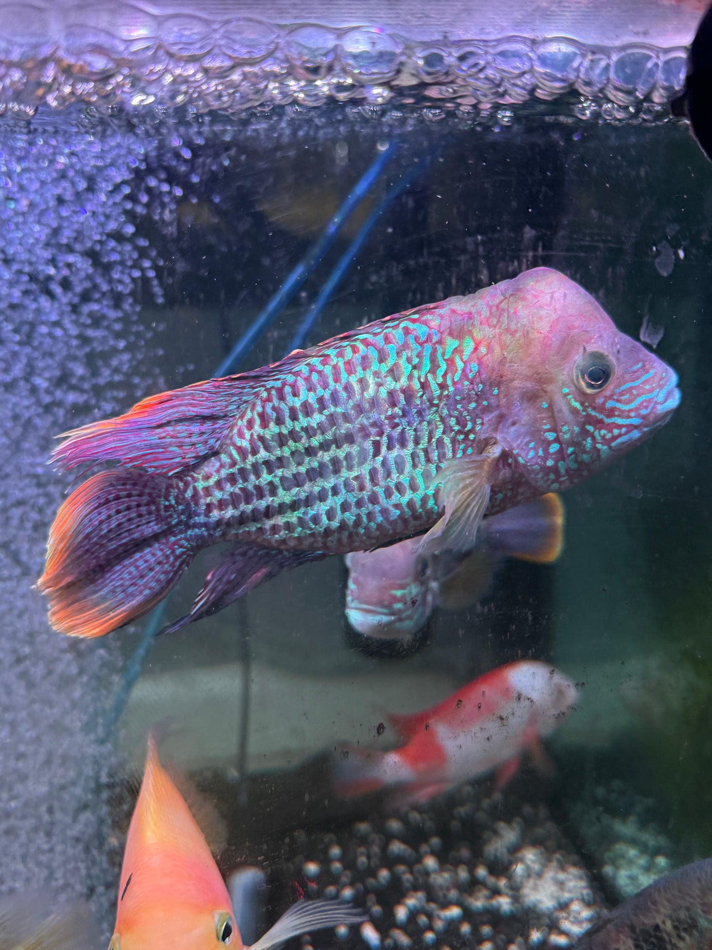 Show fish !! Green Terror (Andinoacara Rivulatus)