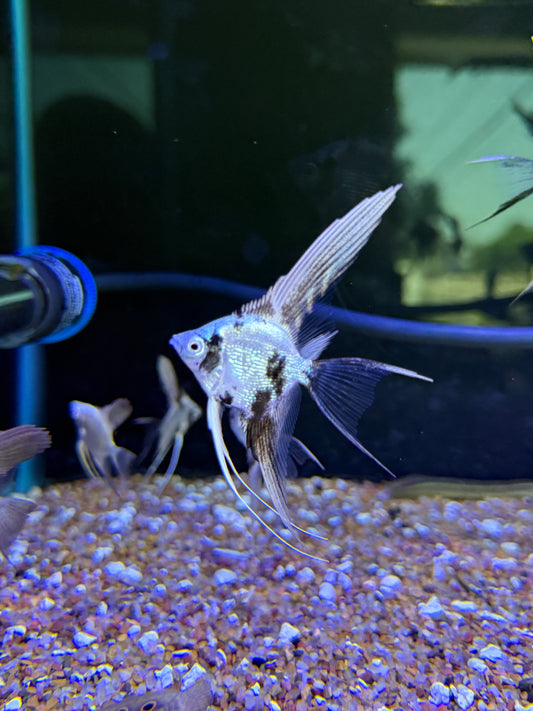 Gold Marble Pearl Scale Angel Fish