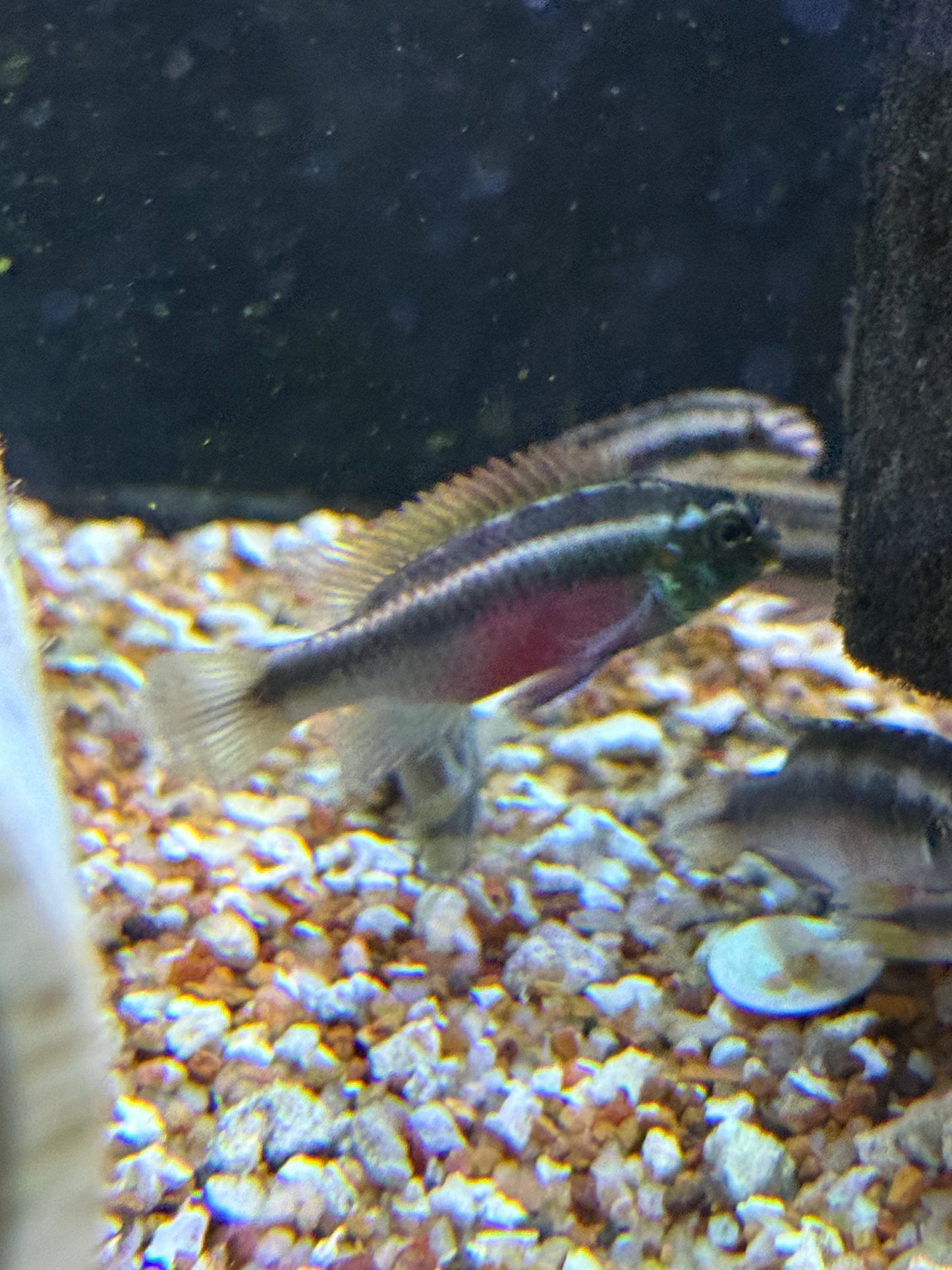 Rainbow kribs Pelvicachromis pulcher