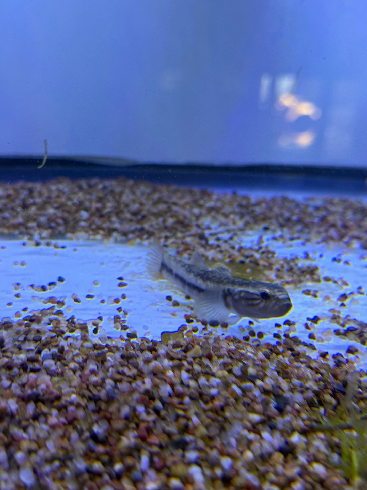 Belobranchus segura / Segura's throatspine gudgeon