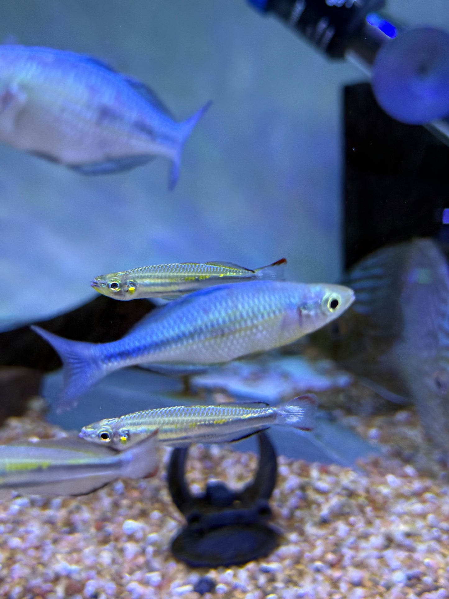 Turquoise Rainbow (Melanotaenia lacustris)