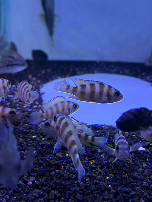 Neolamprologus sexfasciatus (Gold)