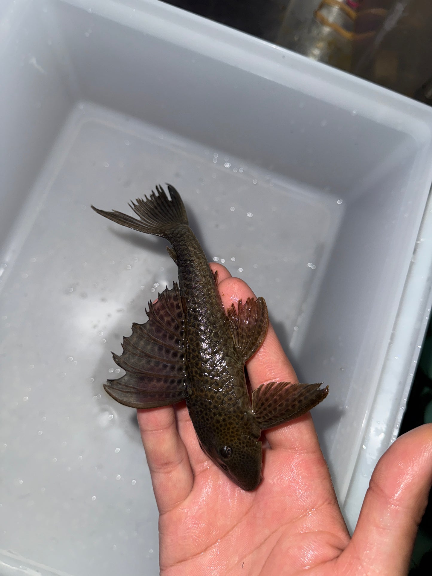Wild Trinidad Pleco Hypostomus Plecostomus