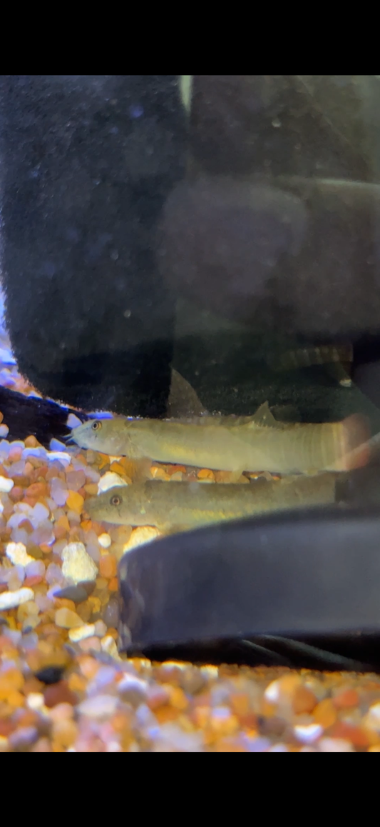 Red-Tailed Squirrel Loach (Aborichthys elongatus)