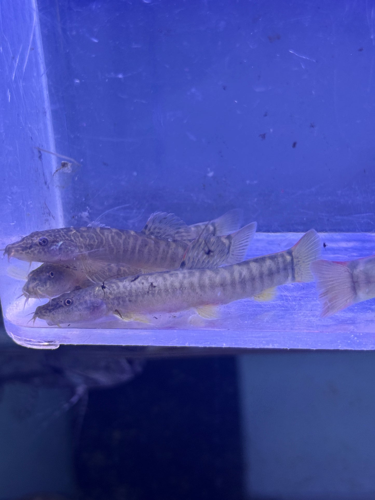 Rare ! Paracobitis potanini Homatula potanini Red Tail Loach