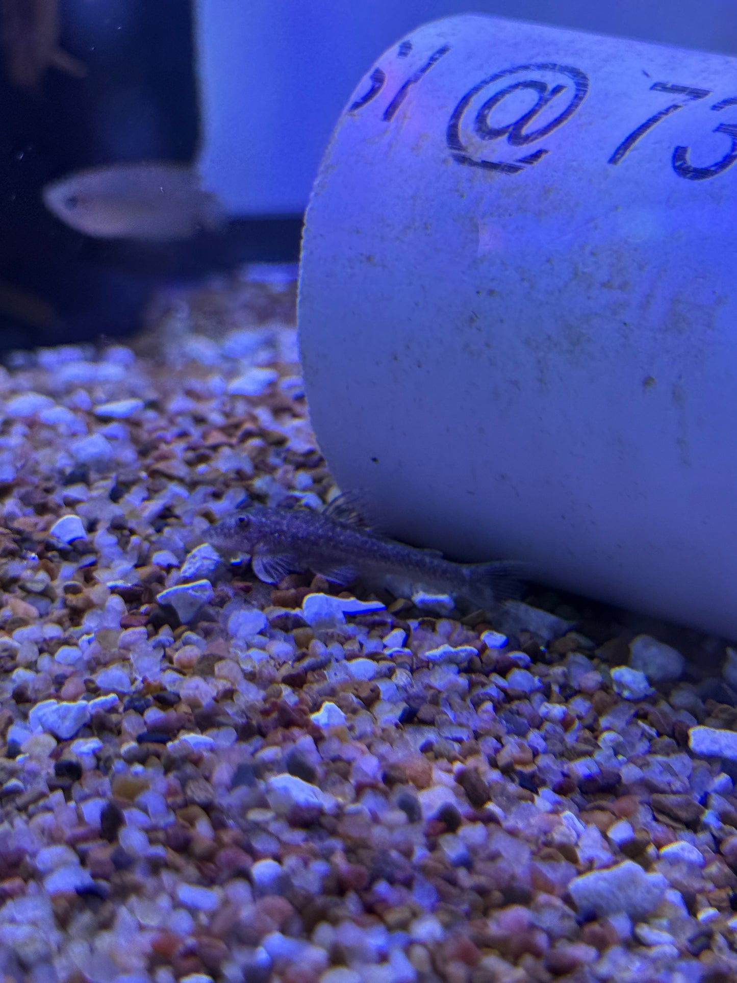 Galaxy Otocinlus (Parotocinclus haroldoi) Golden Galaxy Oto