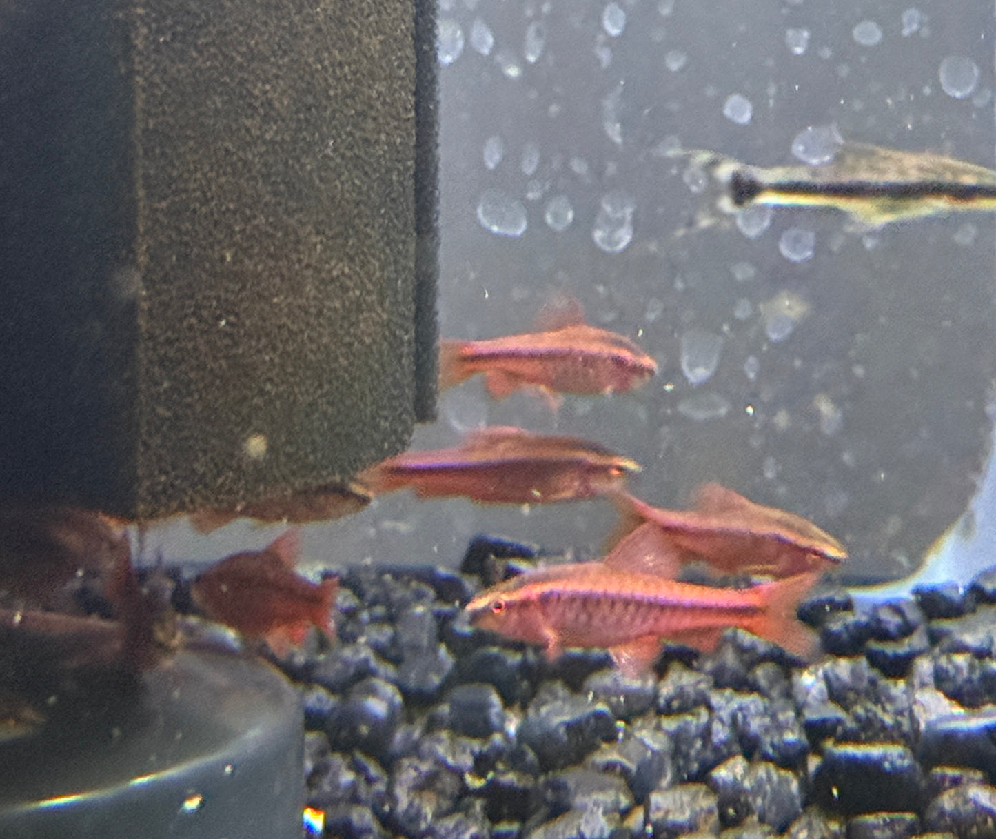 Cherry Barb