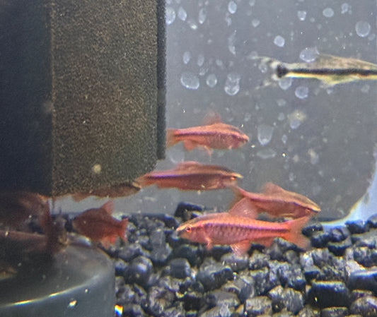 Cherry Barb