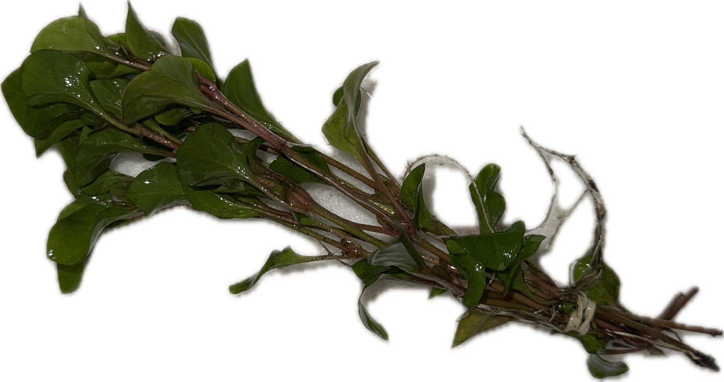 Florida Ruffle “Green Hedge” (Alternanthera ficoidea) Plant