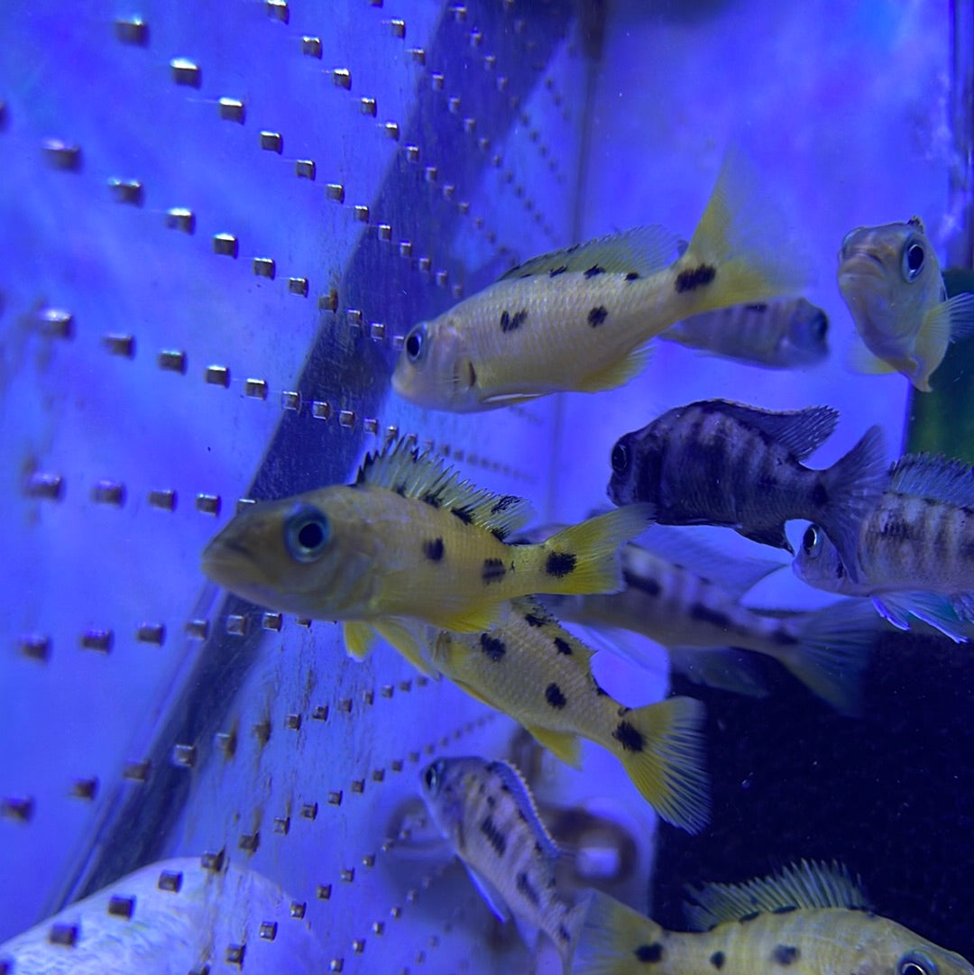 Exochromis Anagenys