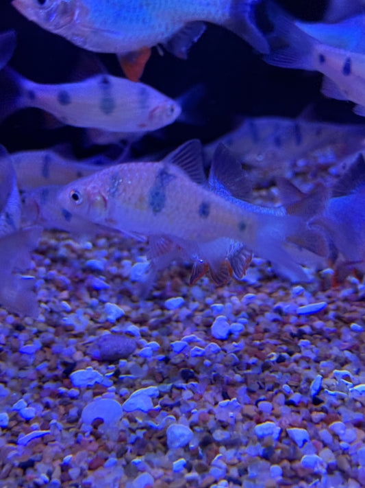 Clown Barb
Barbodes everetti