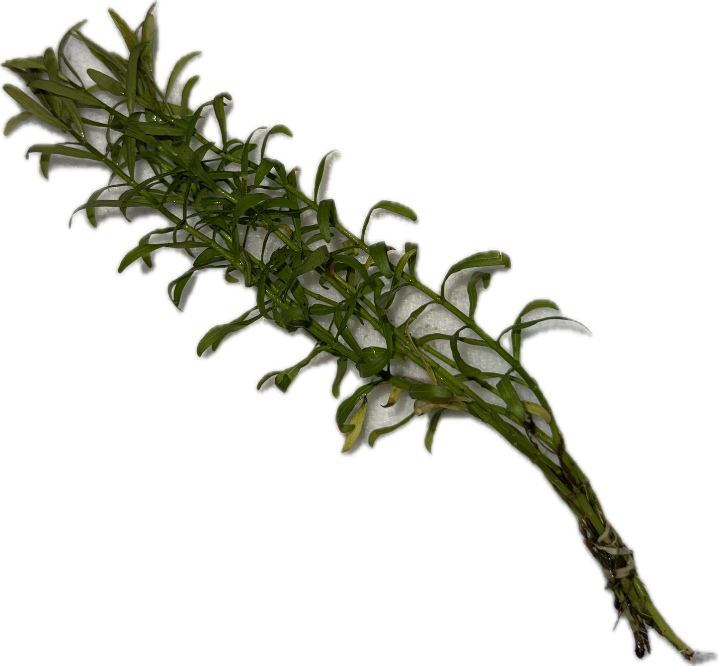 ROTALA RAMOSIOR 'RED CROSS' Plant